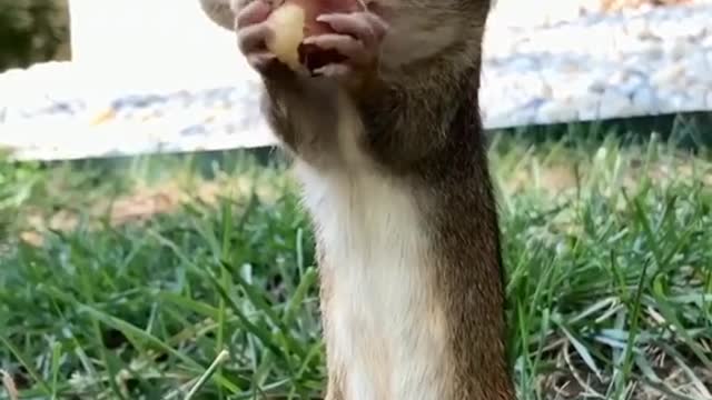 Squishy the chipmunk is as smart as a dog