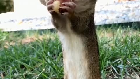 Squishy the chipmunk is as smart as a dog