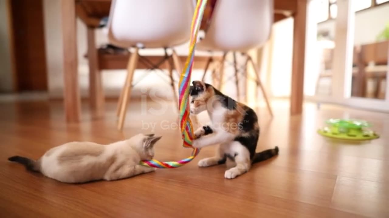 Kittens playing together with a long ribbon .