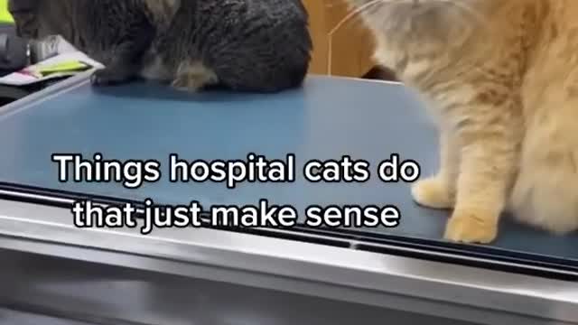 Funny cat and dog