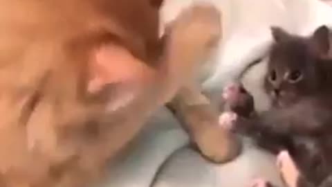 Cute And funny 🤣 Animal videos