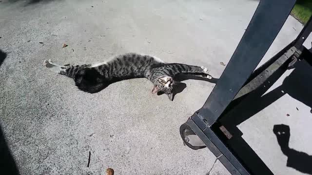 The cutest stretch ever!!!