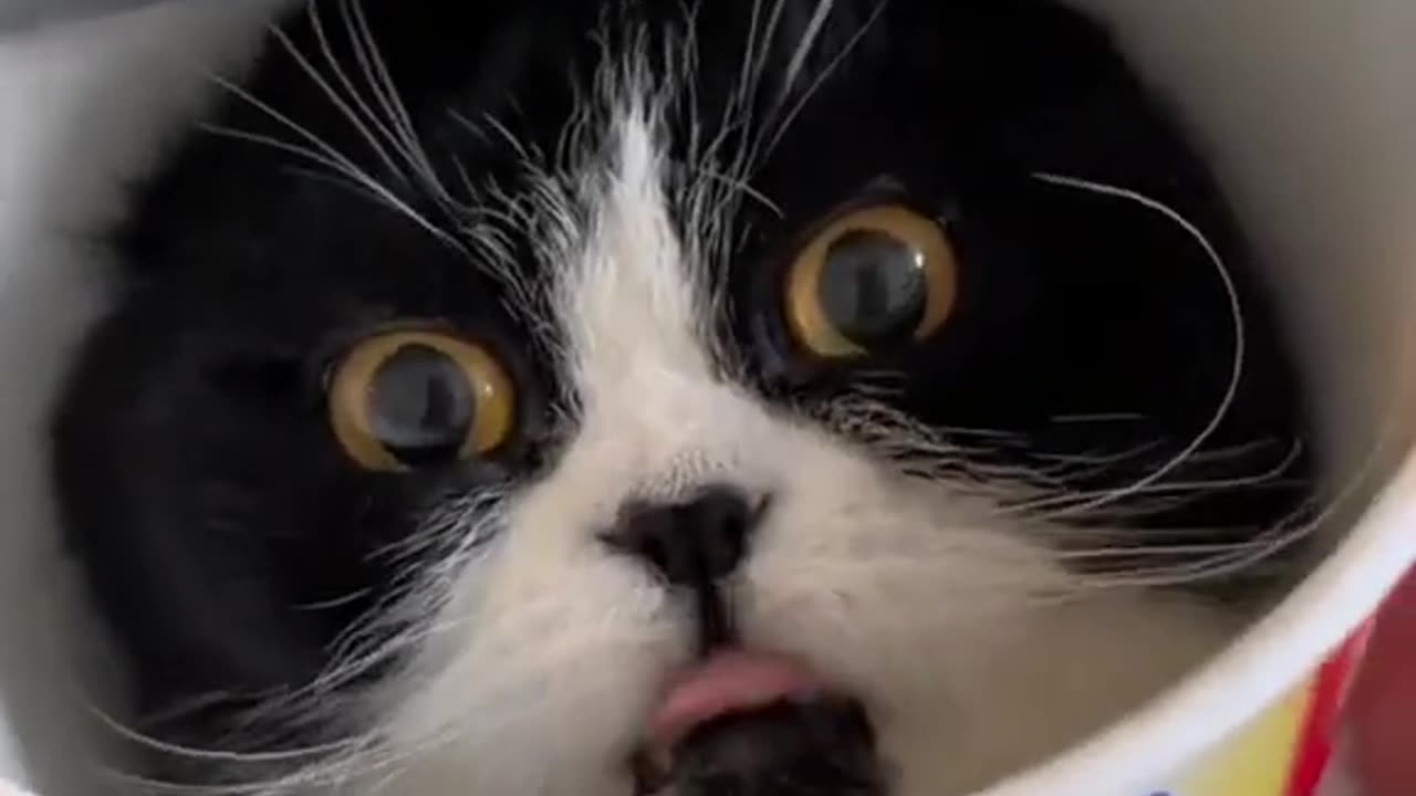 Laugh Out Loud with the Funniest Cat Video of All Time #1