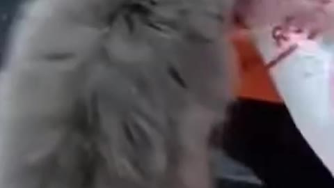 Funniest animal video