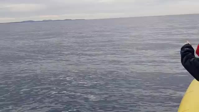 Whale jumps out of nowhere during sight seeing tour._Cut