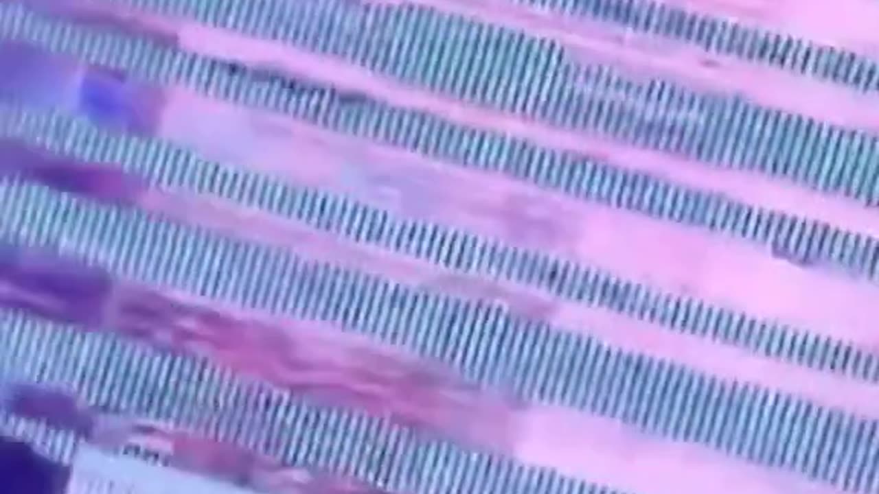 funny animals video