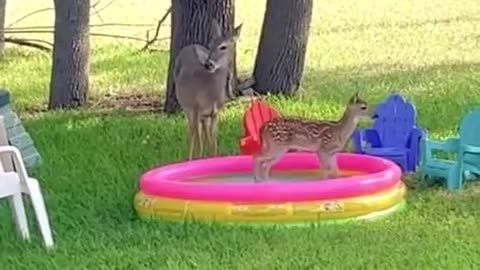 Baby gazelle playing in the pool, mom watching 🥰