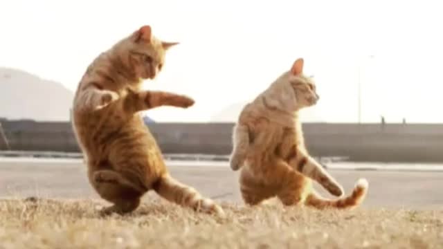 Kungfu cats