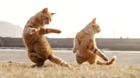 Kungfu cats