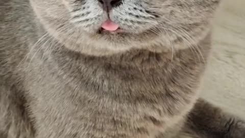 #CuteBabyAnimals #Funny #daily #Shorts #amushorts #rumble C066