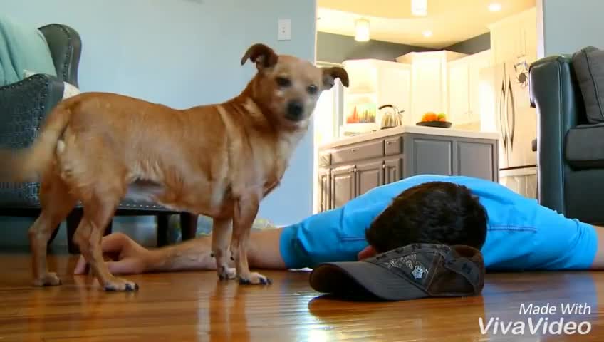 Difference between cat's and dog's love to their owner.