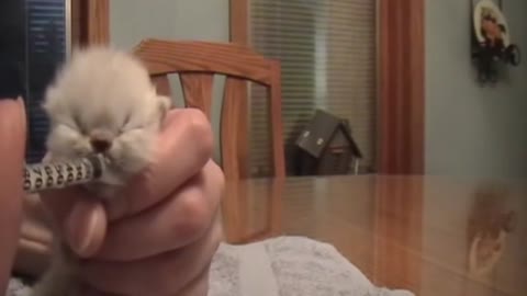 Custest Baby Himalayan Kitten