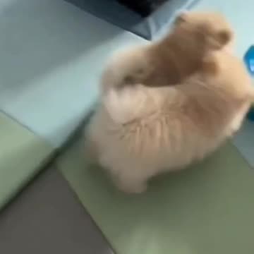 Cute cat video and Kittecat Cat Video