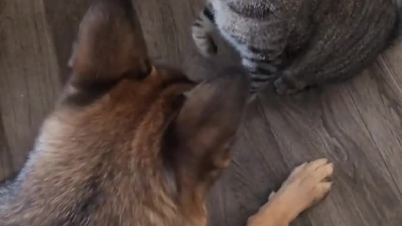 funny_cat_and_dog_fights#shorts