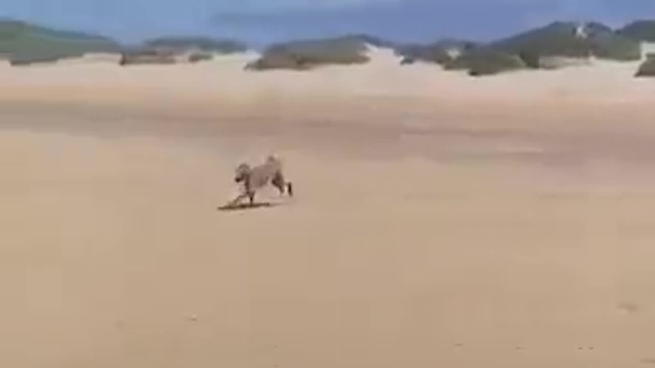 BLIND DOG LOVES THE BEACH