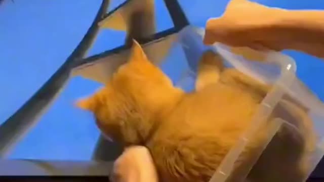 Funny cat Moments
