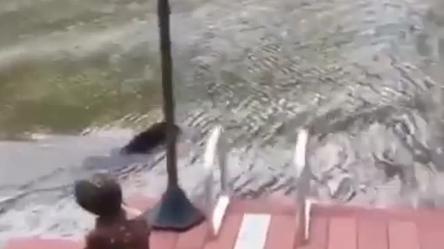 Dog saves a man from drowning 🐶❤️