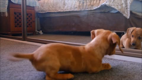 Dog plays with himself in the mirror