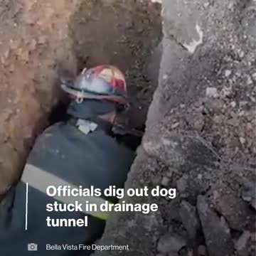 Officials rescue dog from drainage tunnel