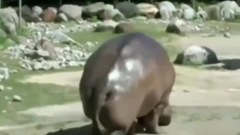 Funny hippo | hippocampus | funny animal | cute animal