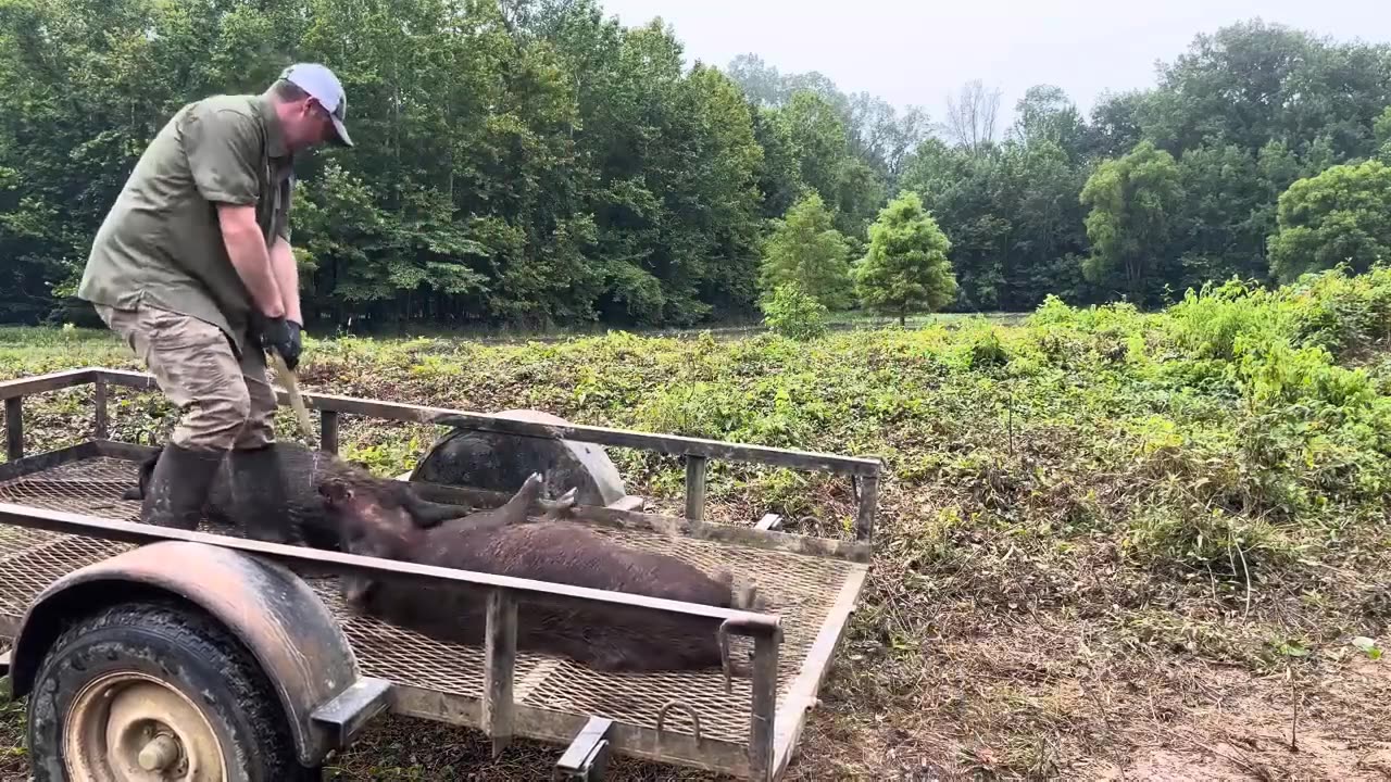 Trapped wild hogs to save a duck hole.