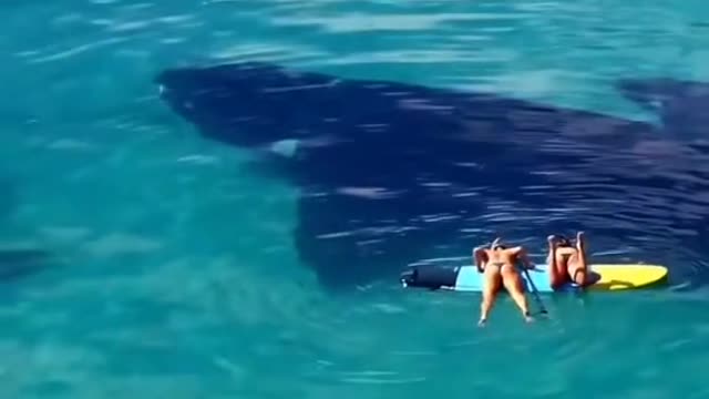 This is beautiful 🌊 #whale #whales #oceans