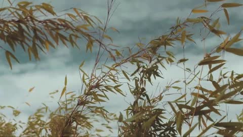 BAMBOO LEAVES SWAYING WITH THE WIND | RELAXING MUSIC