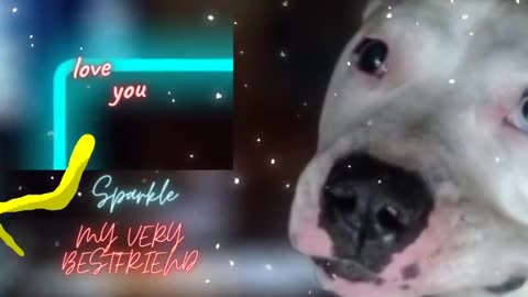 Pitbull will steal your heart ❤️