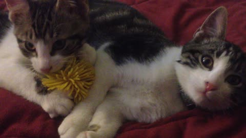 Lewis has a new toy, but it's not quite what he thinks