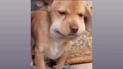 Cat's and dogs very funny an amazing video