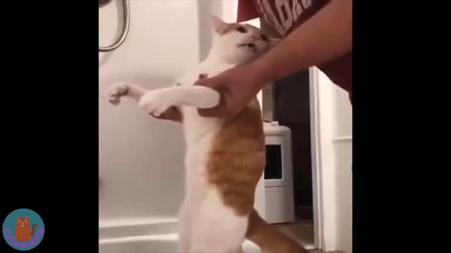 Funny Cat Videos 2021 🐱 Cute And Funny Cats 🐱‍👓 Mr. Kittens