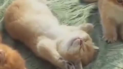 Cute and funny cat video.