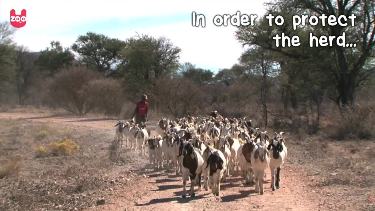 Shepherd Dogs Battle Cheetahs