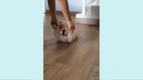 funny dog videoes