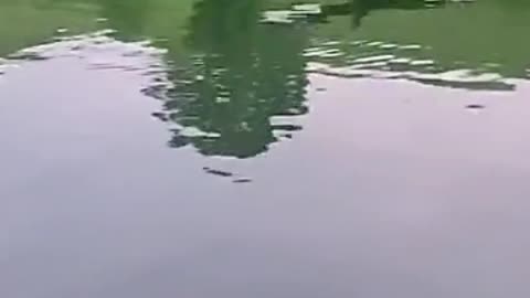 Videos