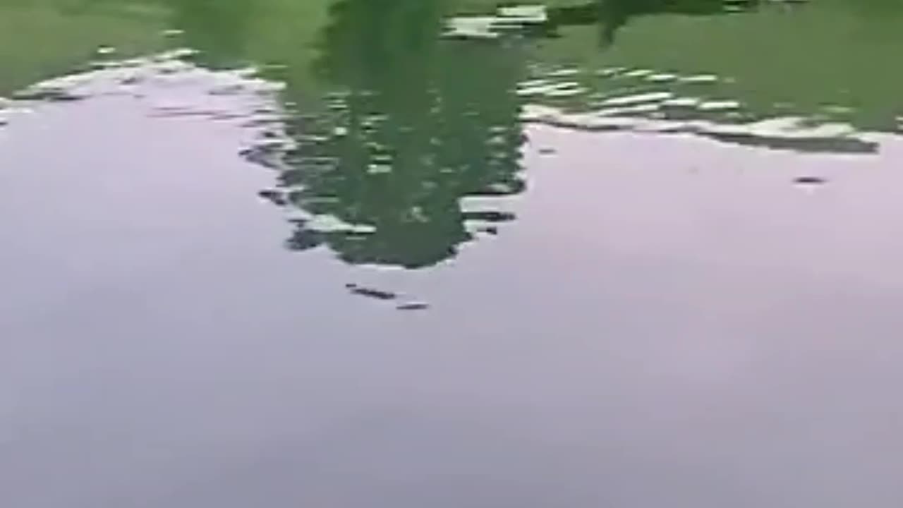 Videos
