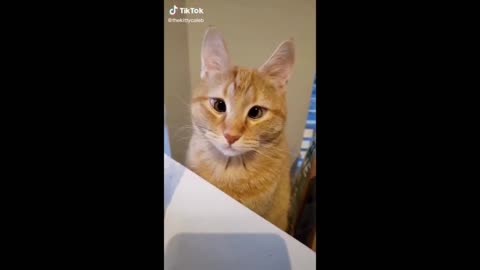 cute and funny pet videos