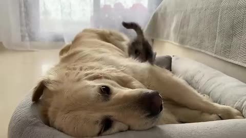 Catnap Conundrum