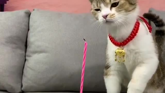 Cute kitty blows out the candle his way