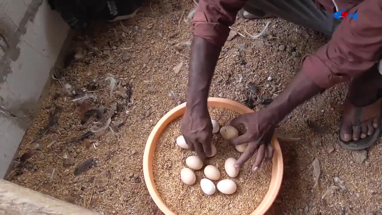 Amazing BORN "MURGI" Hatching Eggs in chaff to Chicks Born - Crazy Hen Harvesting Eggs to chiicks-7