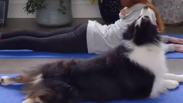 The most adorable Doge Yoga buddy have ever seen, funny and sweet.