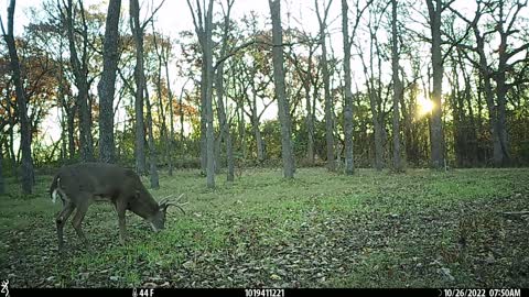 Buck eating forage oats