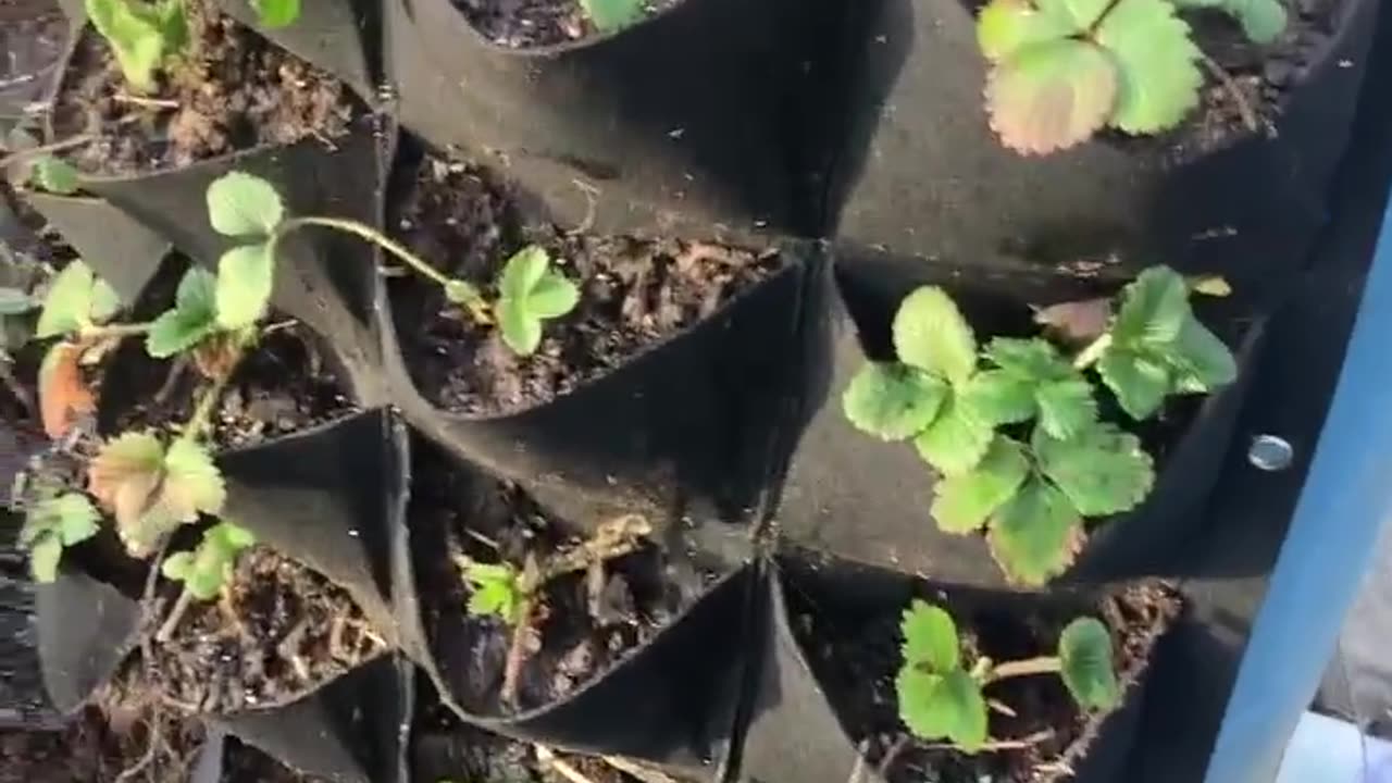 Plants around the pond