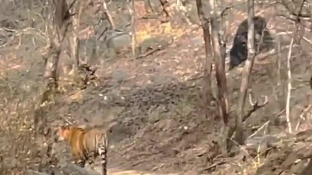 Ranthambhore tiger🐅🐅🐯