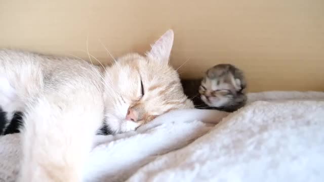 Mother cat sleeps surrounded by baby kittens