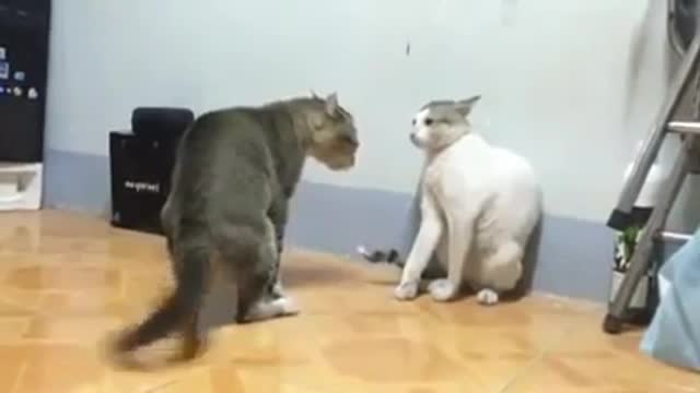 best funny cat fight boxing_