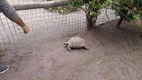 Turtles Walking