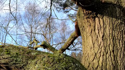 Red squirrel on the tree