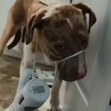 Best Funny Animal Videos of 2022😂Funniest Animal Cat& Dog 2022😹#shorts #funny #cat #comedy #whatsapp