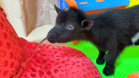 Nastya chooses a new pet